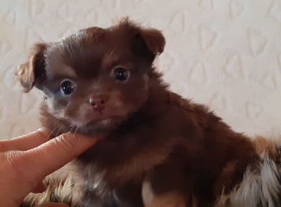 Des Petites Brindilles - Chihuahua - Portée née le 10/03/2024