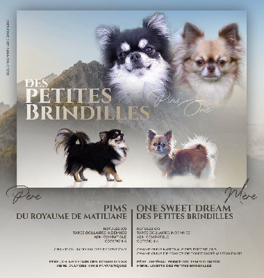 Des Petites Brindilles - Chihuahua - Portée née le 26/02/2024