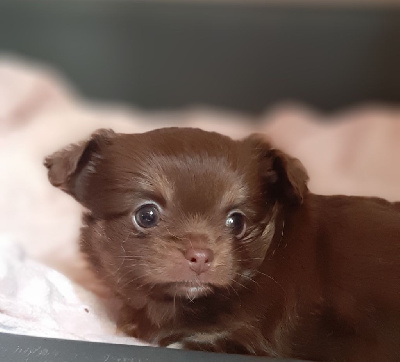 Des Petites Brindilles - Chihuahua - Portée née le 10/03/2024