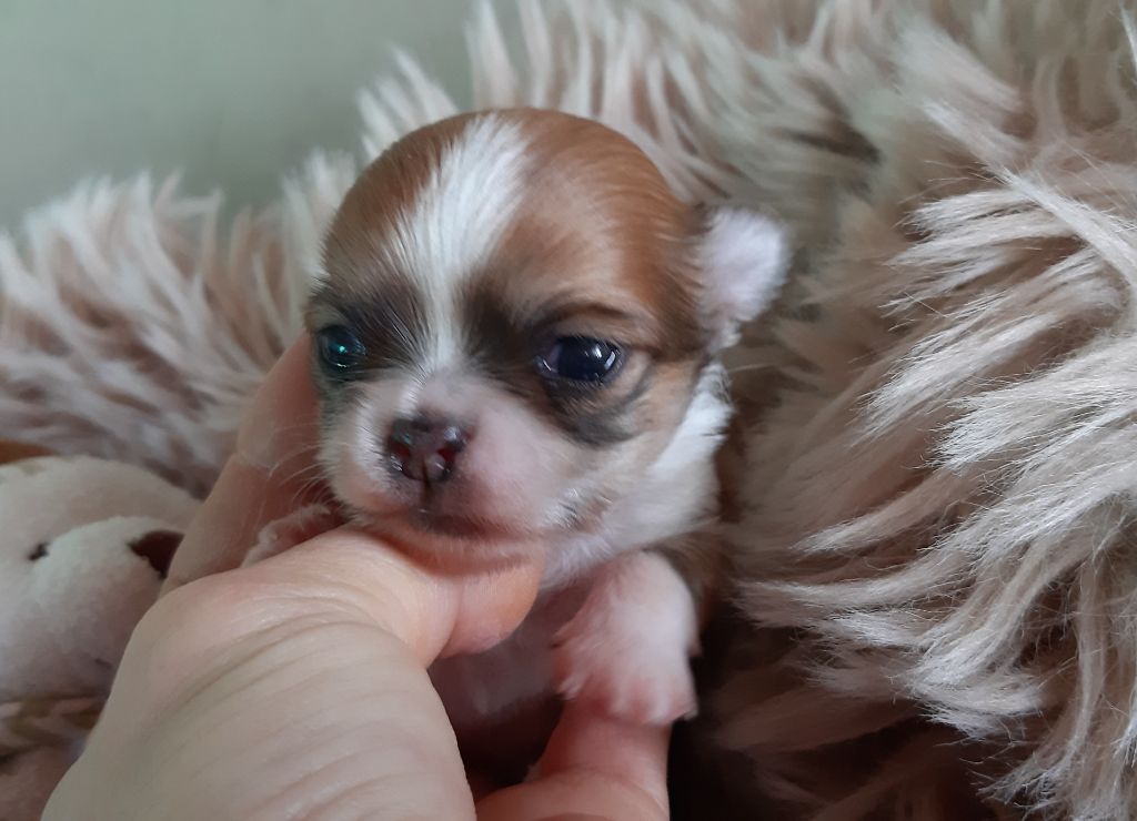 Des Petites Brindilles - Chiot disponible  - Chihuahua