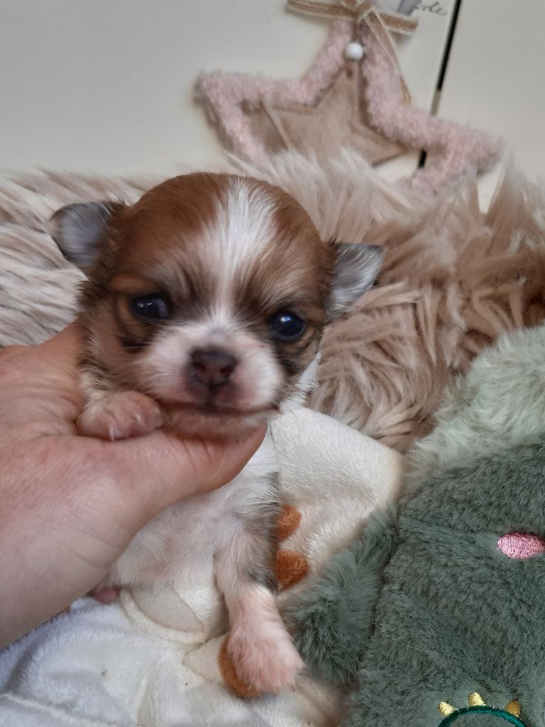 Des Petites Brindilles - Chiot disponible  - Chihuahua