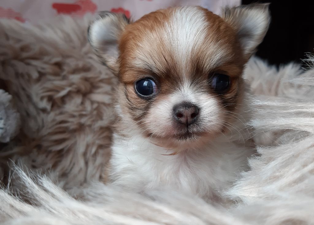 Des Petites Brindilles - Chiot disponible  - Chihuahua