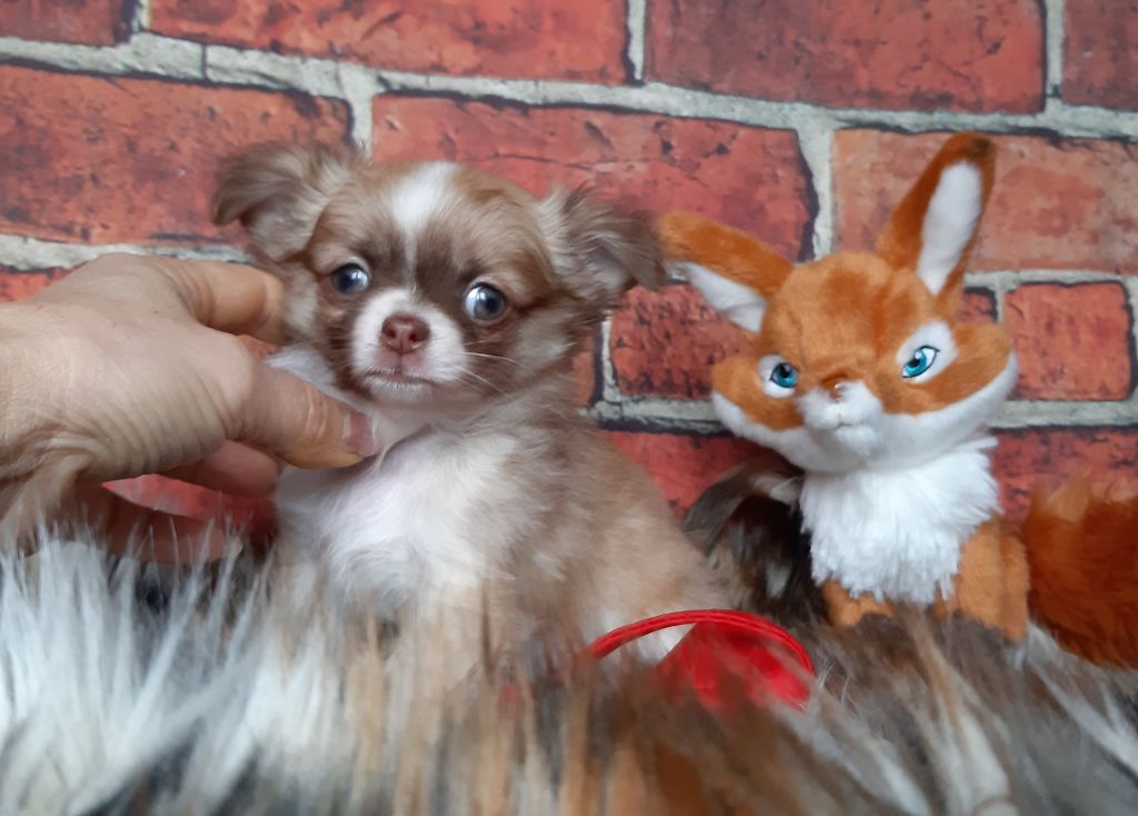 Des Petites Brindilles - Chiot disponible  - Chihuahua
