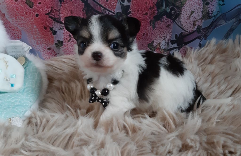 Des Petites Brindilles - Chiot disponible  - Chihuahua