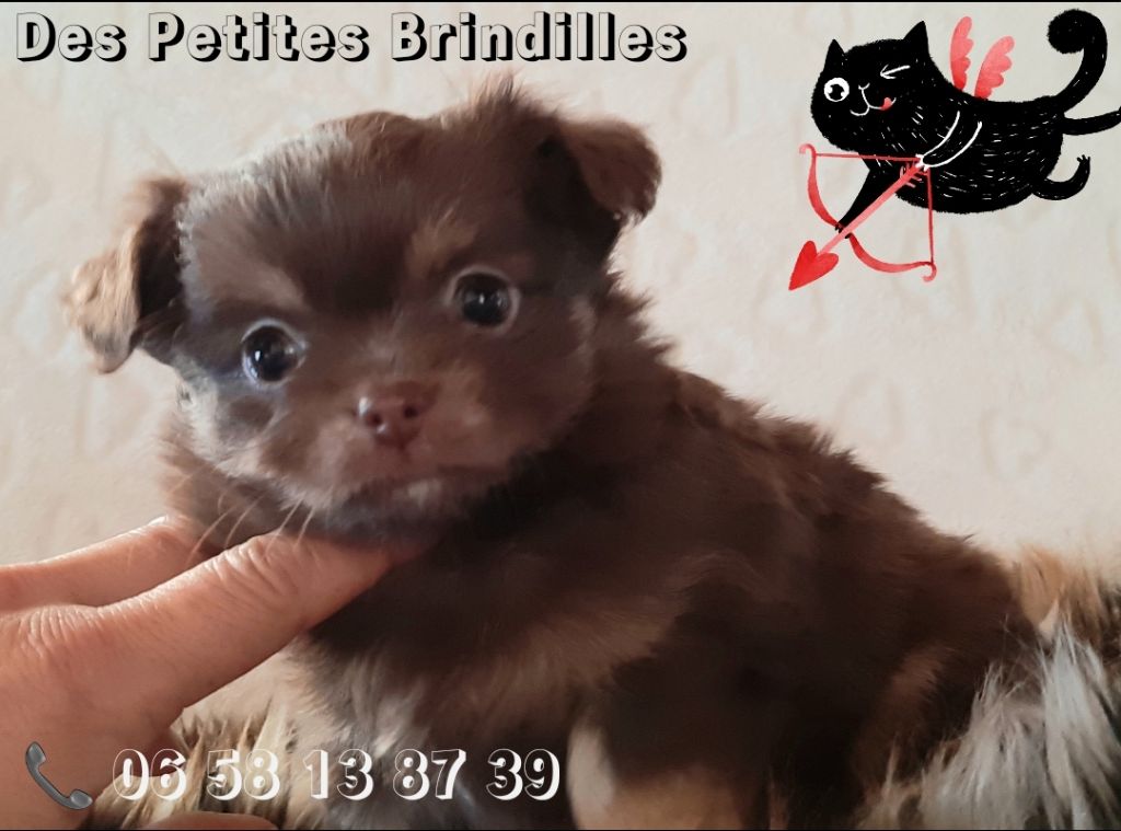 Des Petites Brindilles - Chiot disponible  - Chihuahua