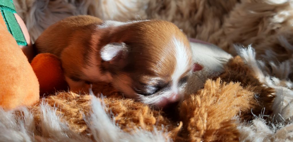 Des Petites Brindilles - Chiot disponible  - Chihuahua