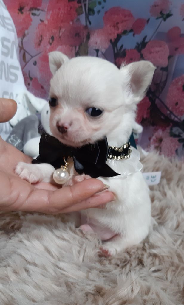 Des Petites Brindilles - Chiot disponible  - Chihuahua