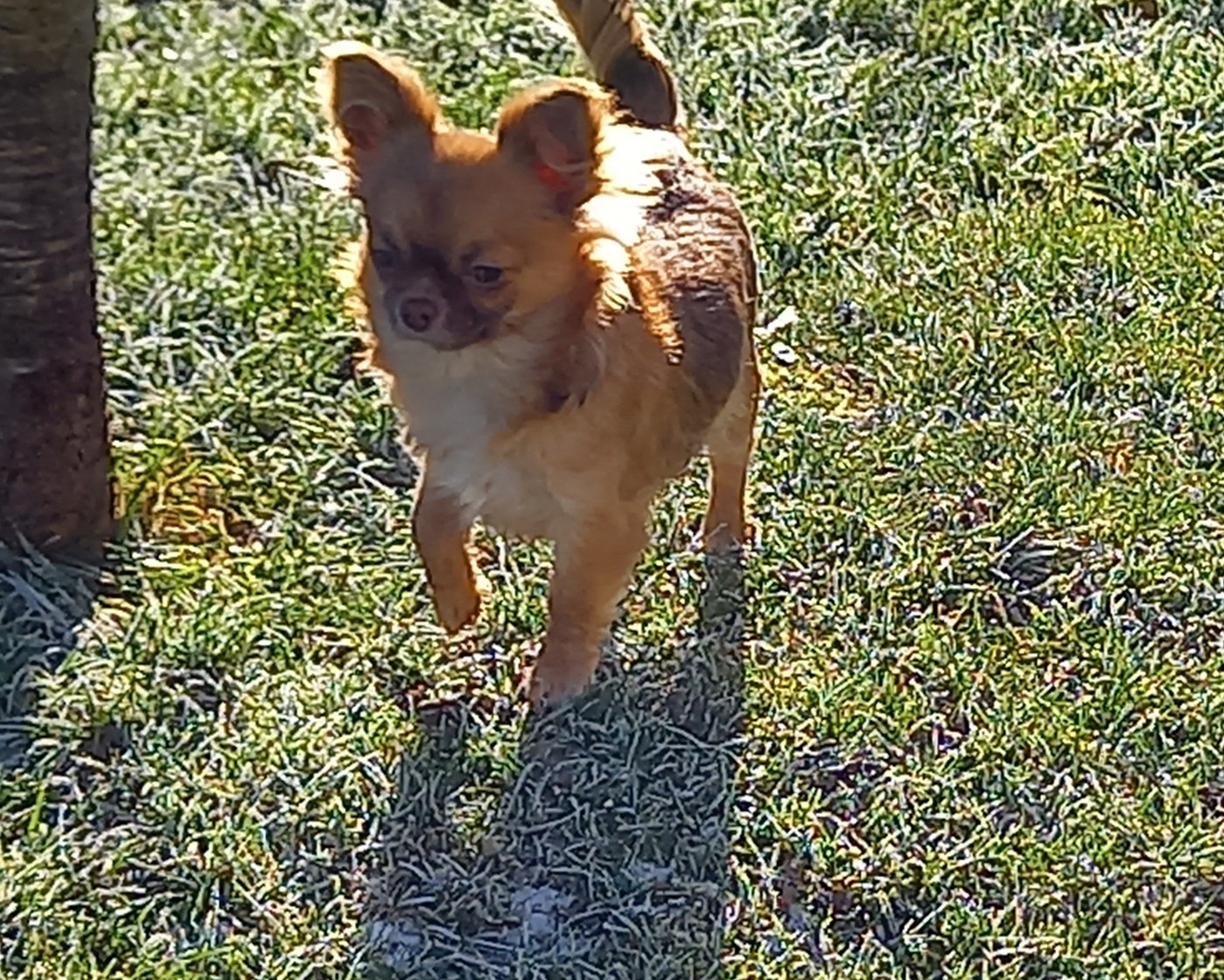 Anabelle Doll Creepy Show Des Petites Brindilles