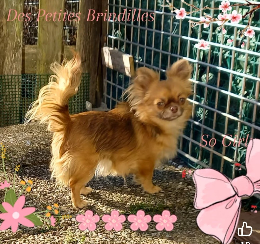 Anabelle Doll Creepy Show Des Petites Brindilles