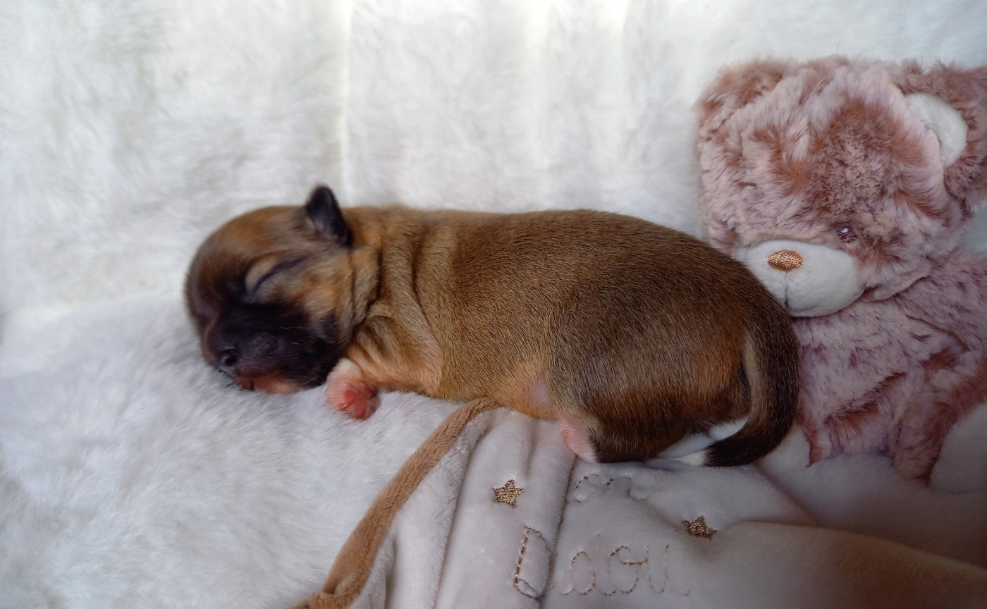 Des Petites Brindilles - Chiots disponibles - Chihuahua