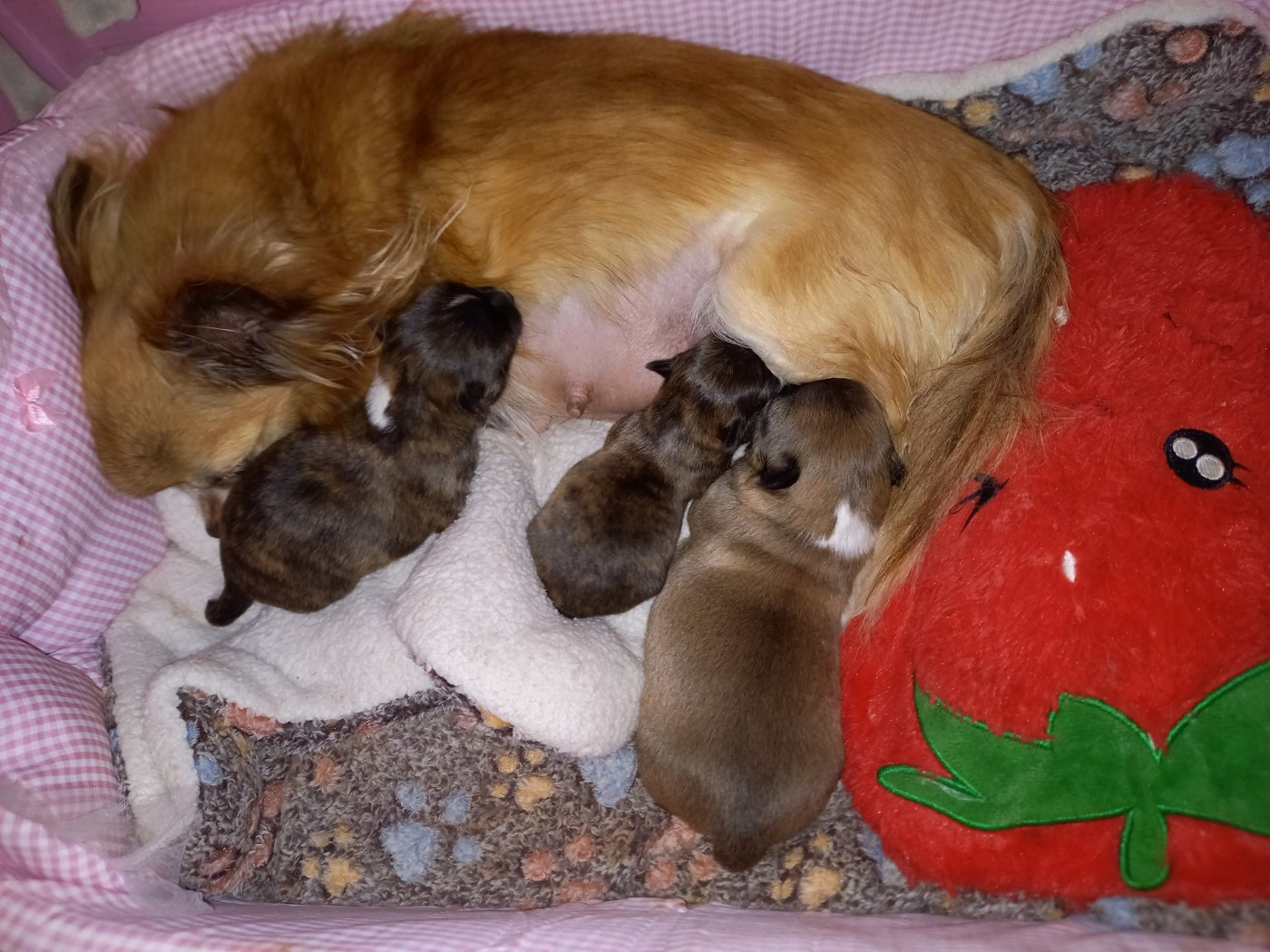 Chiot Chihuahua Des Petites Brindilles