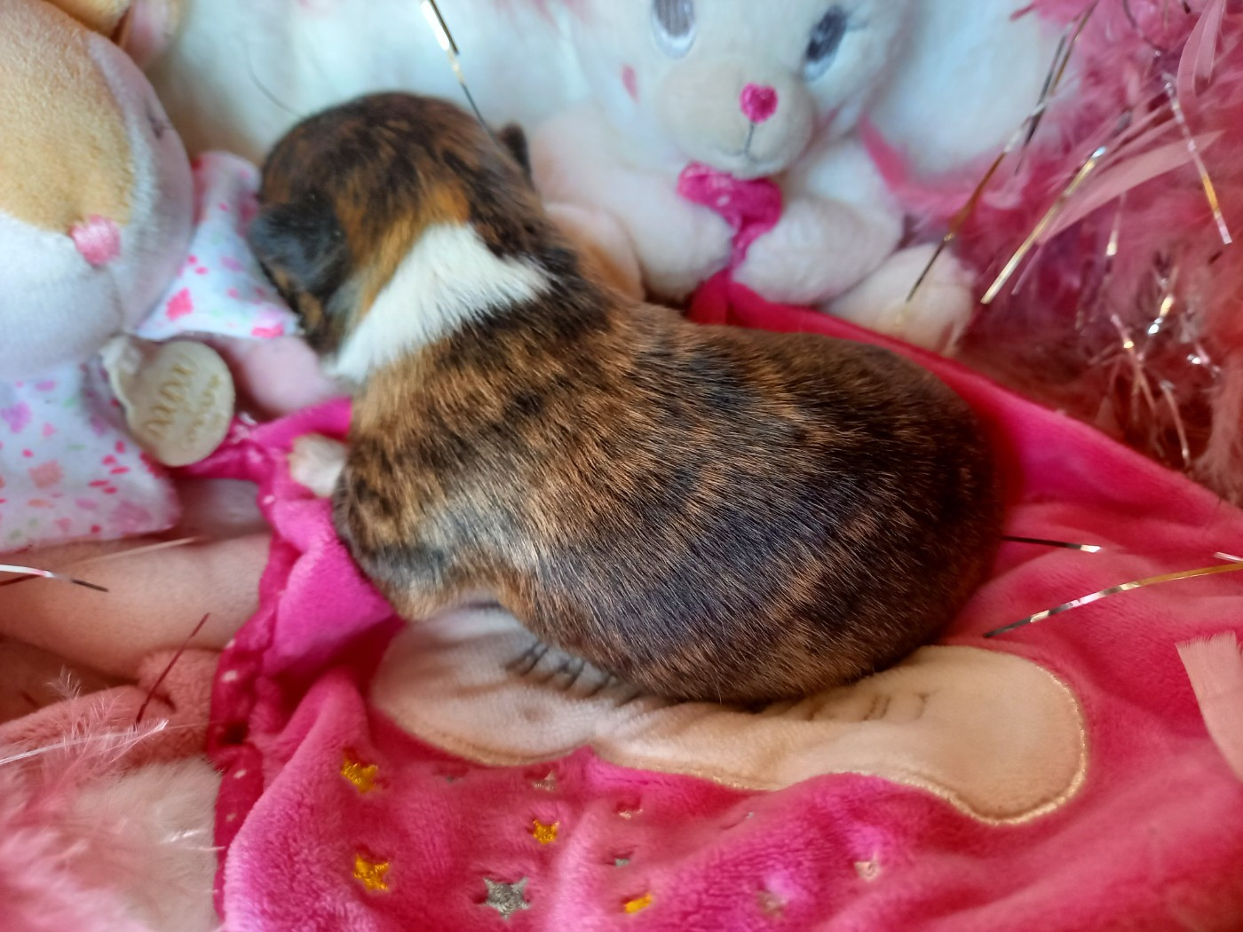 Des Petites Brindilles - Chiots disponibles - Chihuahua