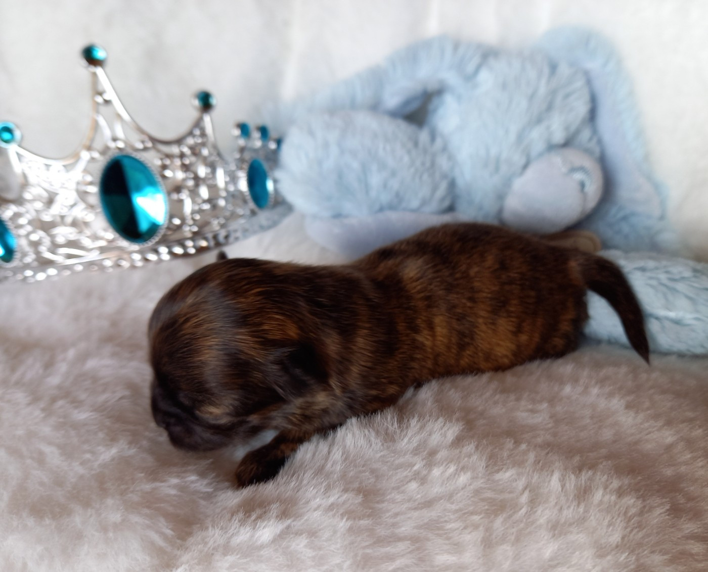 Des Petites Brindilles - Chiots disponibles - Chihuahua