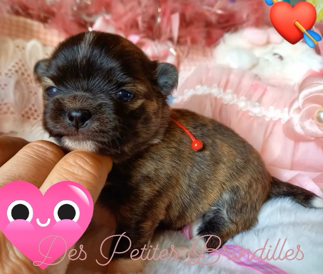 Des Petites Brindilles - Chiots disponibles - Chihuahua