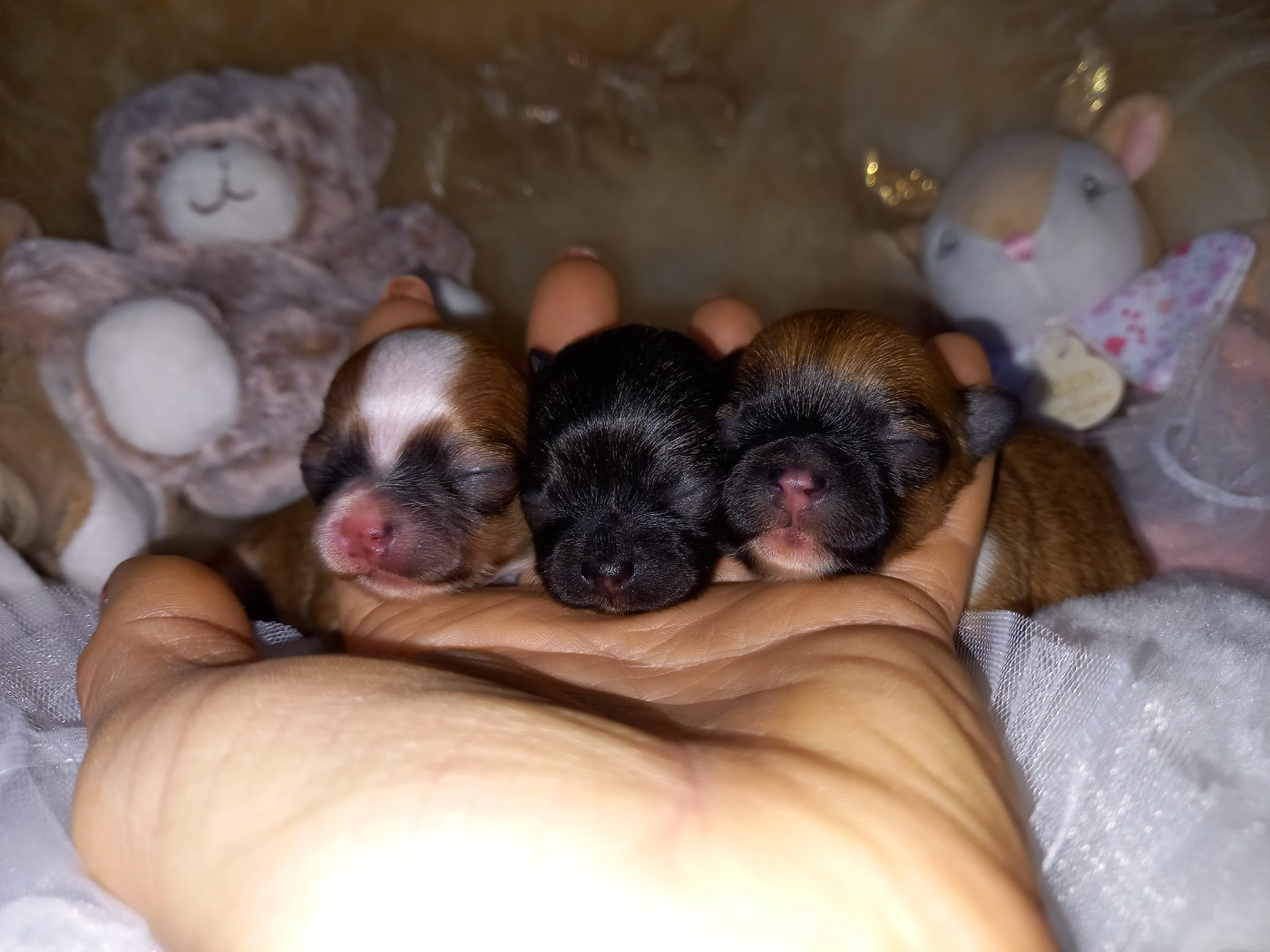 Des Petites Brindilles - Chihuahua - Portée née le 16/12/2025