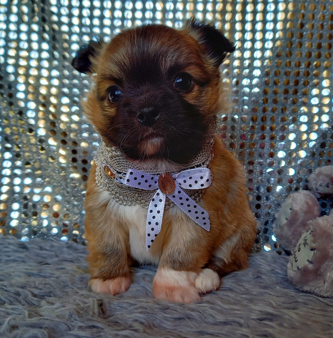 Des Petites Brindilles - Chiots disponibles - Chihuahua