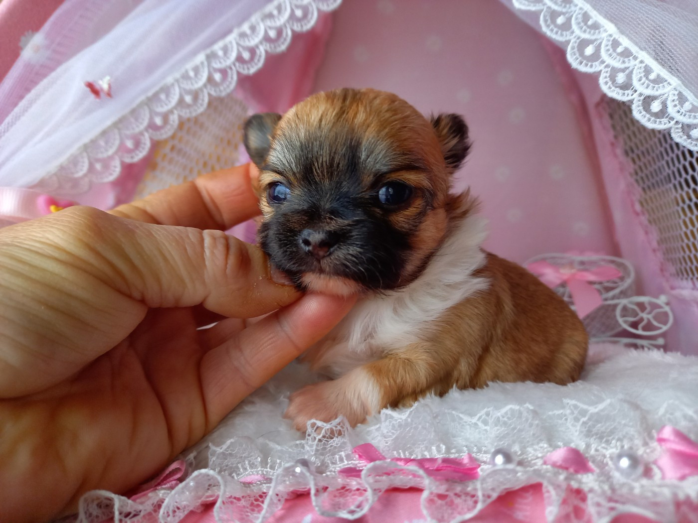 Des Petites Brindilles - Chiots disponibles - Chihuahua