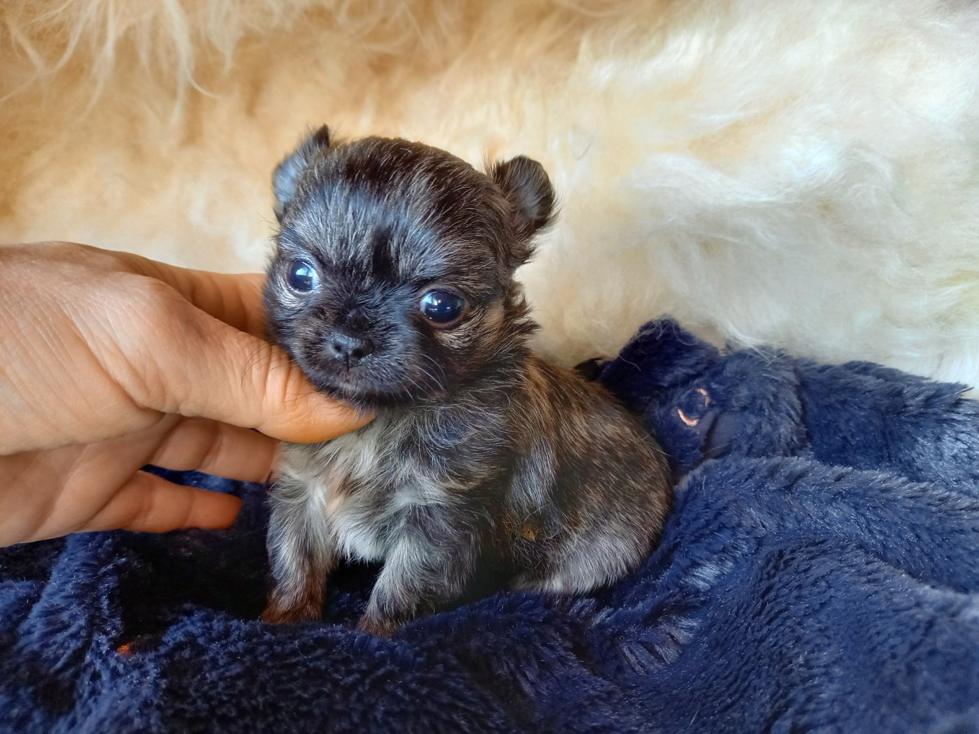 Des Petites Brindilles - Chiots disponibles - Chihuahua