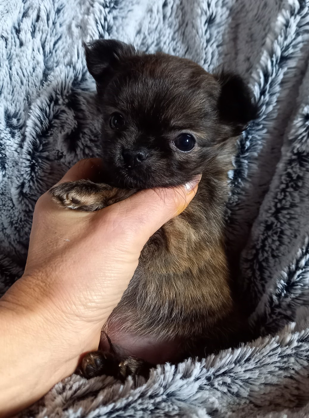 Des Petites Brindilles - Chiots disponibles - Chihuahua
