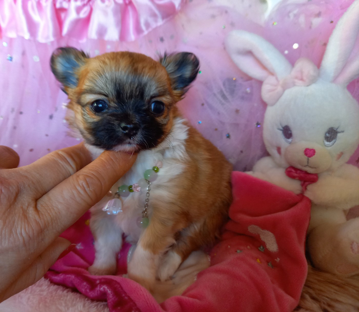 Des Petites Brindilles - Chiots disponibles - Chihuahua