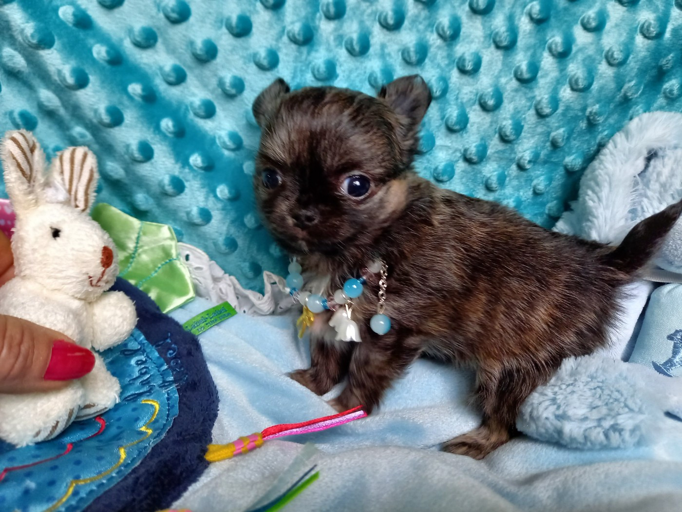 Des Petites Brindilles - Chiots disponibles - Chihuahua