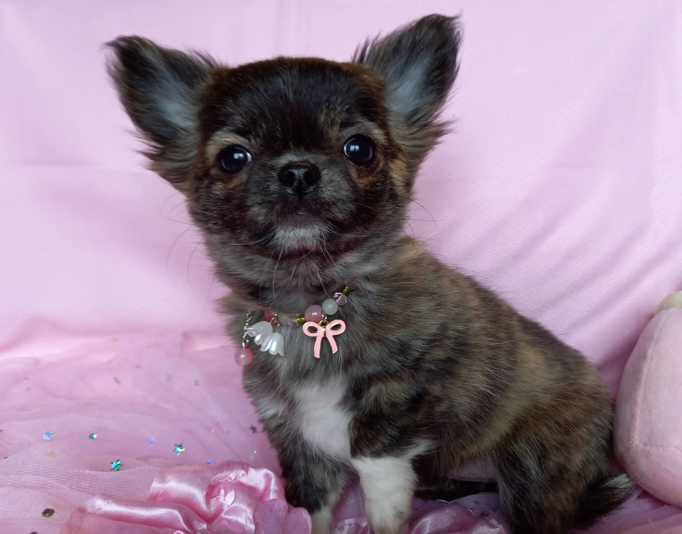 Des Petites Brindilles - Chiots disponibles - Chihuahua