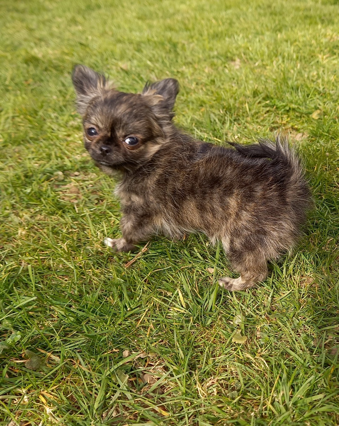 Des Petites Brindilles - Chiots disponibles - Chihuahua