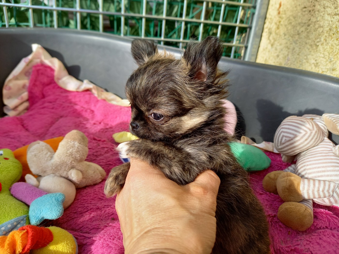 Des Petites Brindilles - Chiots disponibles - Chihuahua