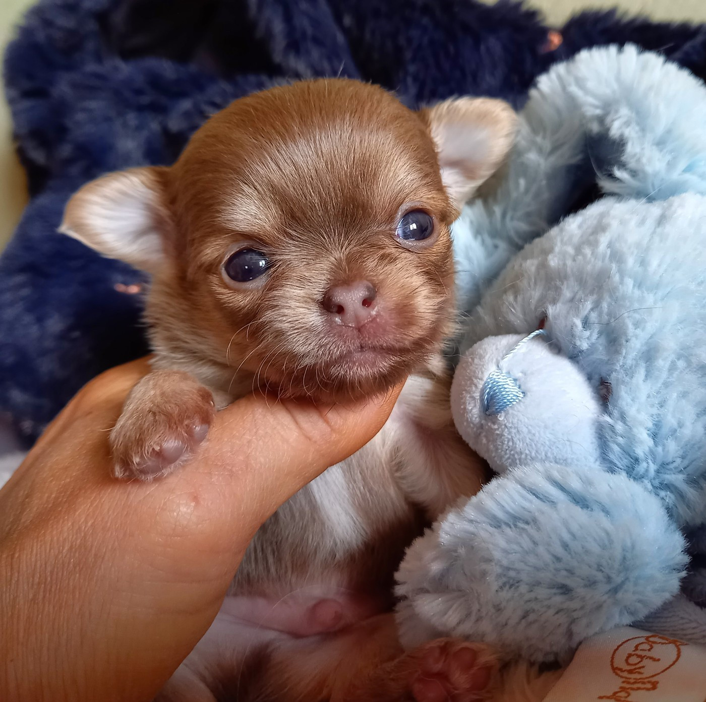 Des Petites Brindilles - Chiots disponibles - Chihuahua