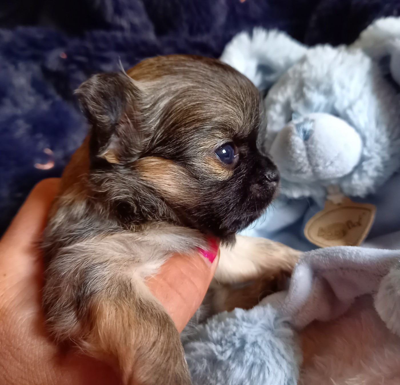 Des Petites Brindilles - Chiots disponibles - Chihuahua