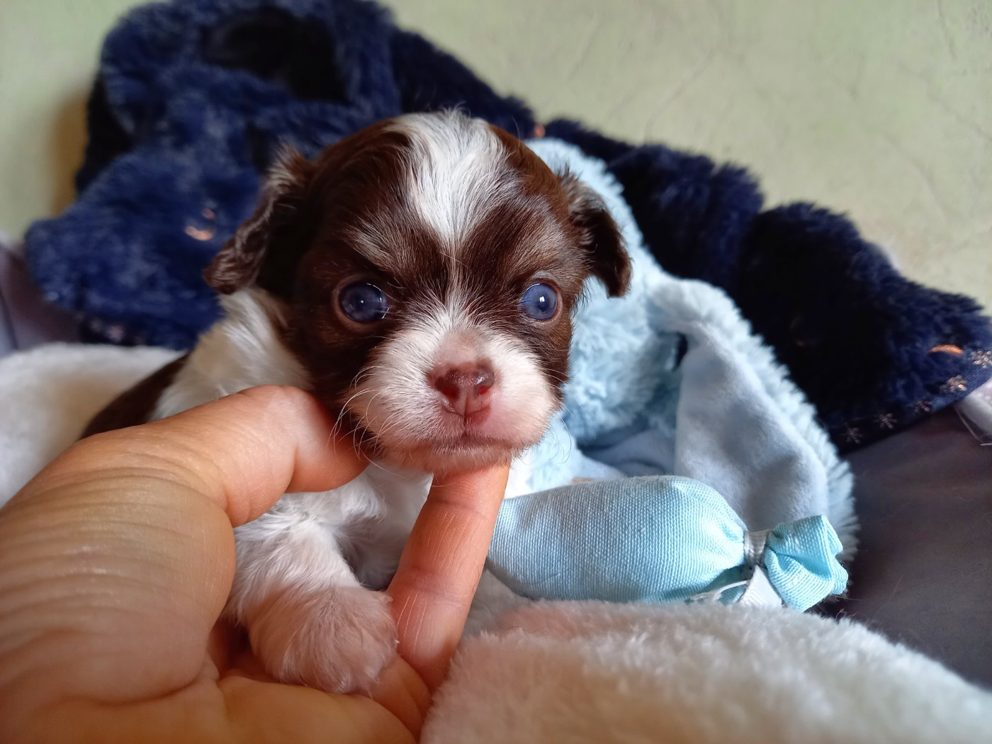 Des Petites Brindilles - Chiots disponibles - Chihuahua