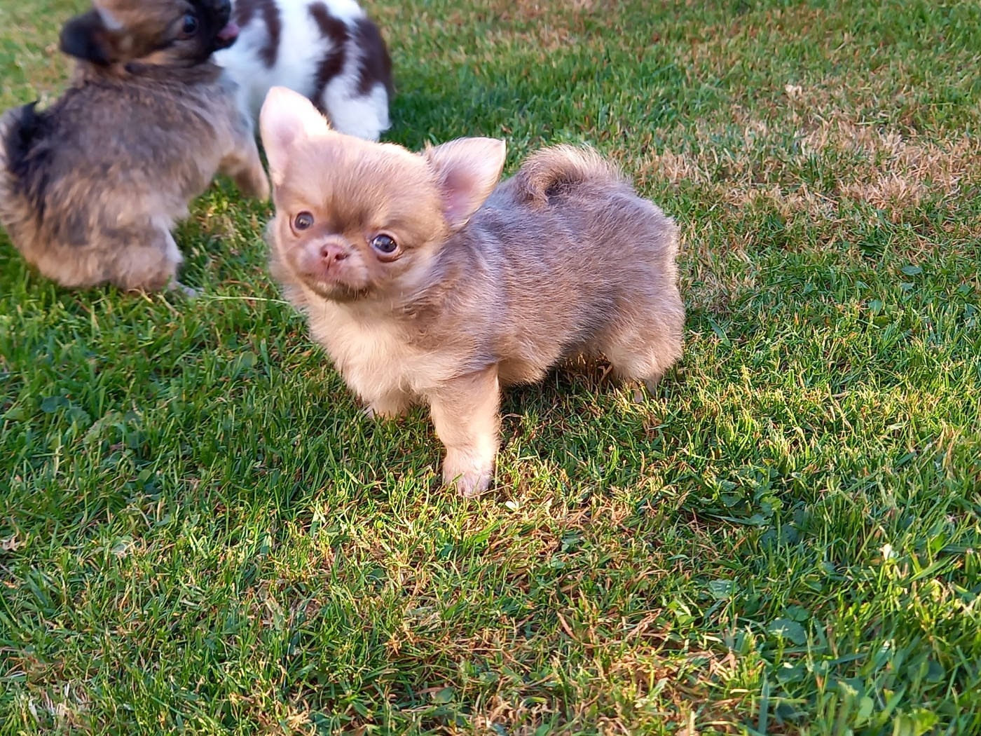 Des Petites Brindilles - Chiots disponibles - Chihuahua