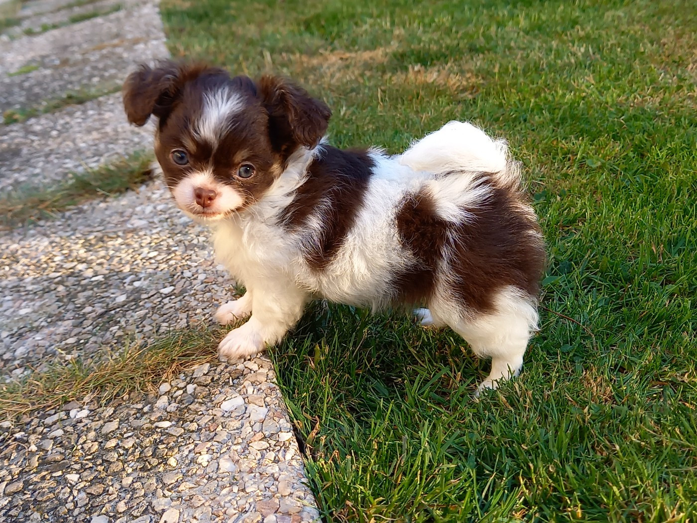 Des Petites Brindilles - Chiots disponibles - Chihuahua