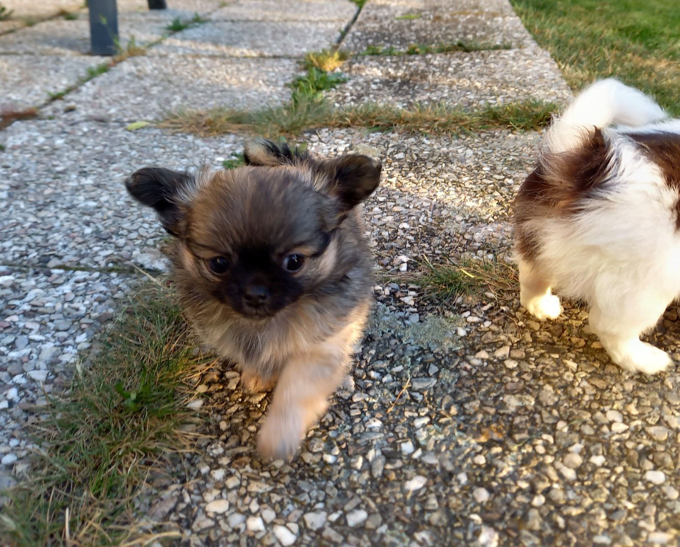 Des Petites Brindilles - Chiots disponibles - Chihuahua