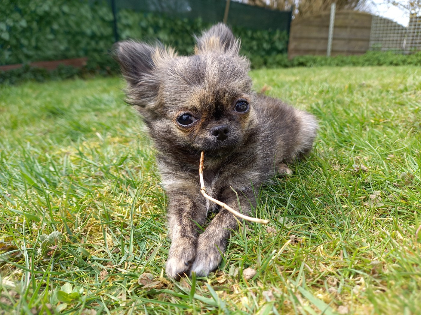 Des Petites Brindilles - Chiots disponibles - Chihuahua