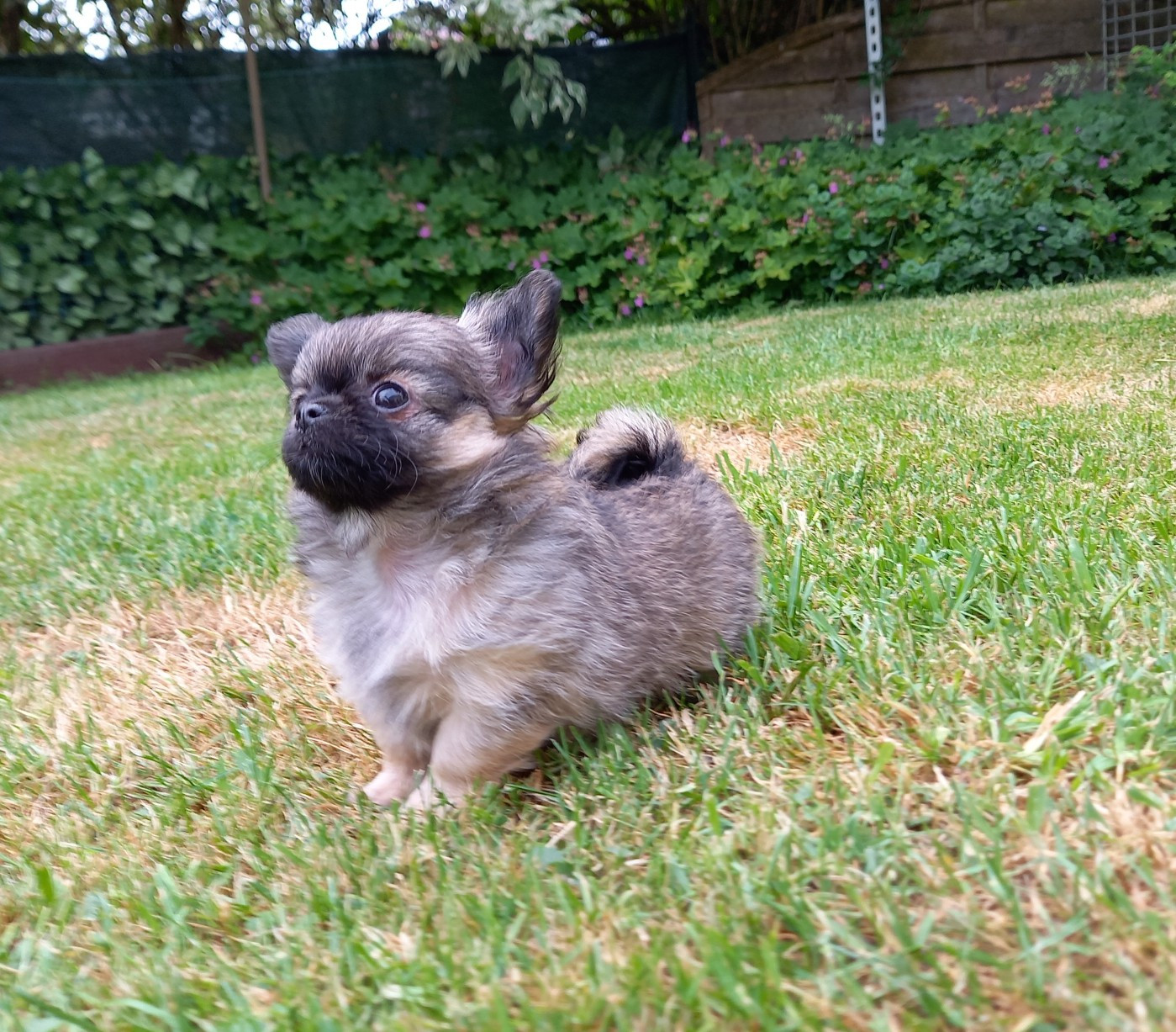 Des Petites Brindilles - Chiots disponibles - Chihuahua