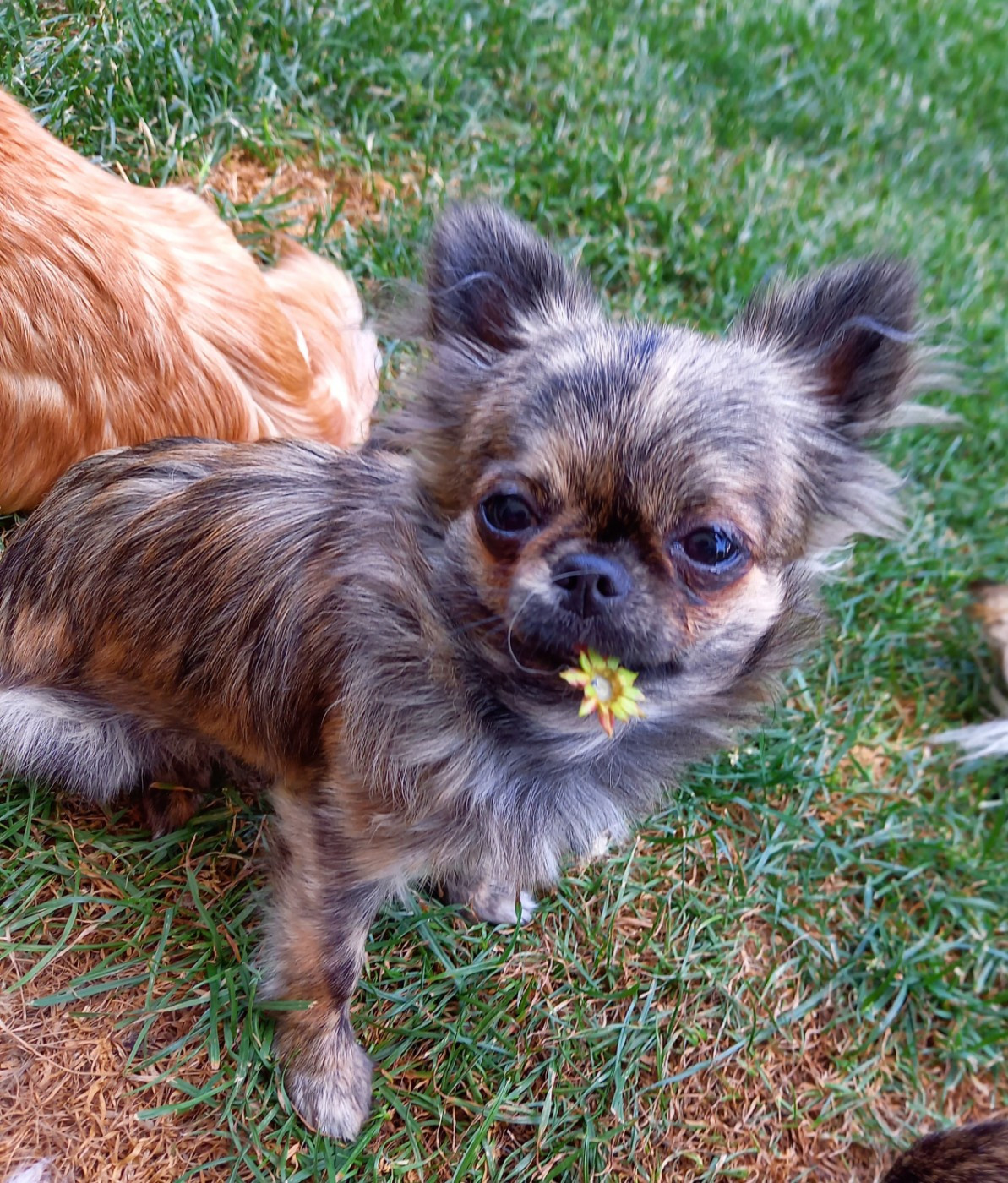 Des Petites Brindilles - Chiots disponibles - Chihuahua