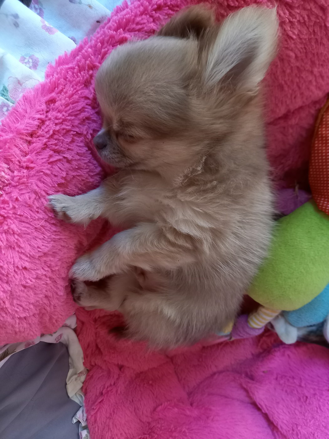 Des Petites Brindilles - Chiots disponibles - Chihuahua
