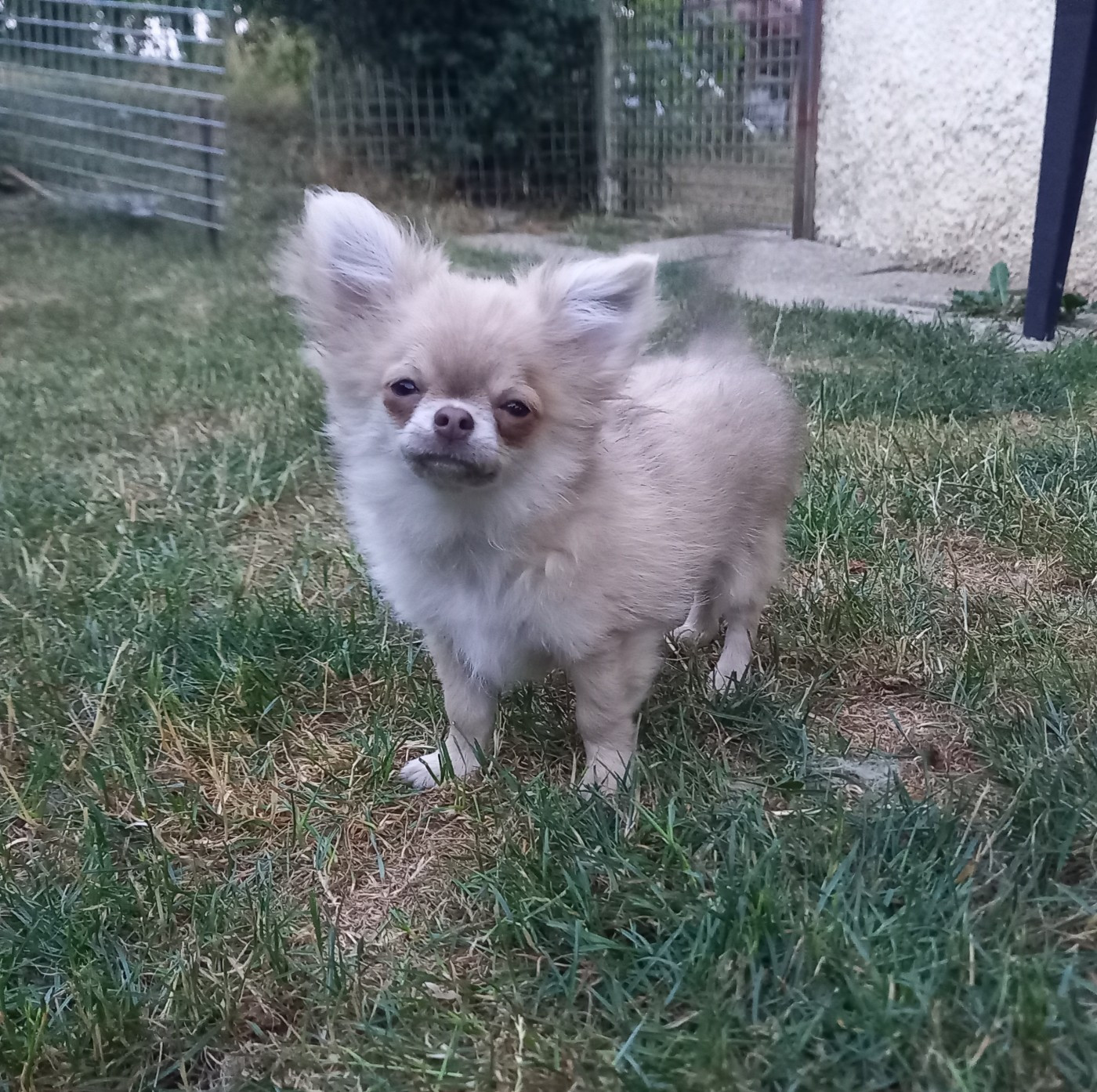 Des Petites Brindilles - Chiots disponibles - Chihuahua