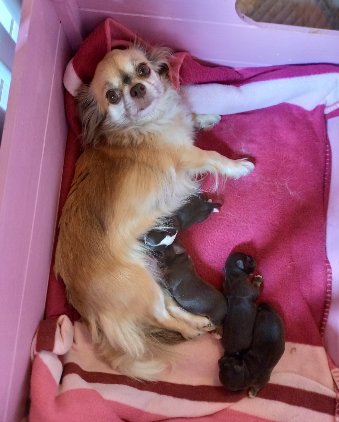 Des Petites Brindilles - Chihuahua - Portée née le 27/06/2026