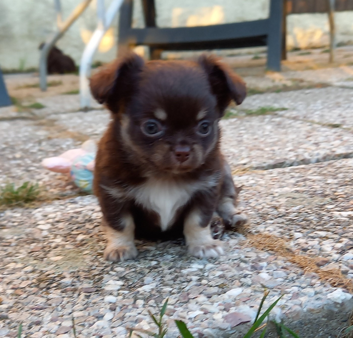 Des Petites Brindilles - Chiots disponibles - Chihuahua