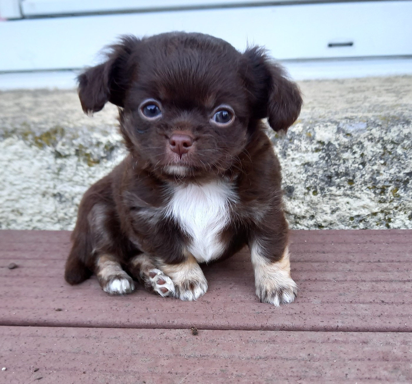 Des Petites Brindilles - Chiots disponibles - Chihuahua