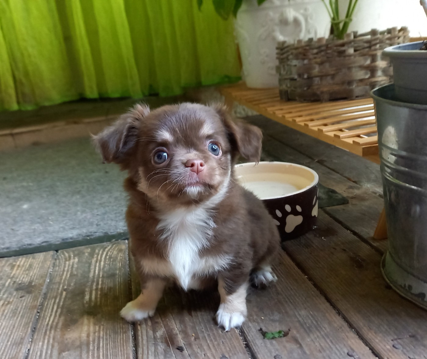 Des Petites Brindilles - Chiots disponibles - Chihuahua