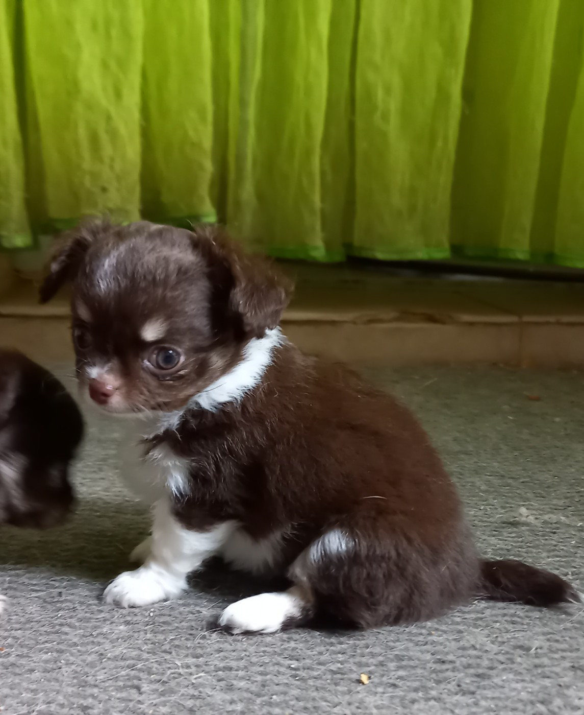 Des Petites Brindilles - Chiots disponibles - Chihuahua
