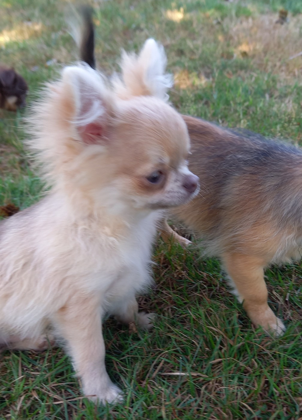Des Petites Brindilles - Chiots disponibles - Chihuahua