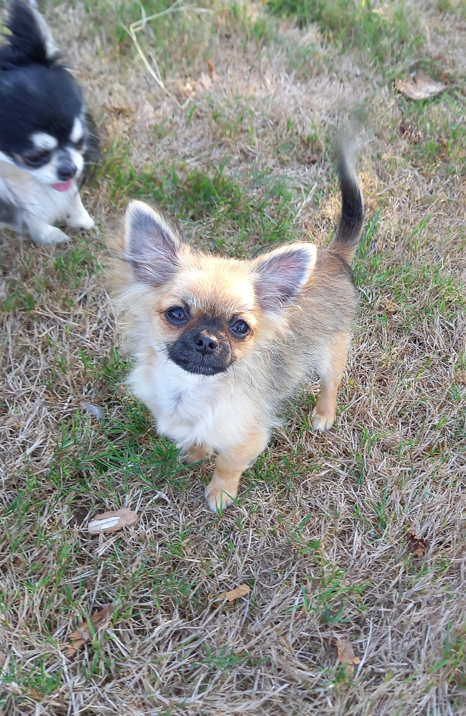Des Petites Brindilles - Chiots disponibles - Chihuahua