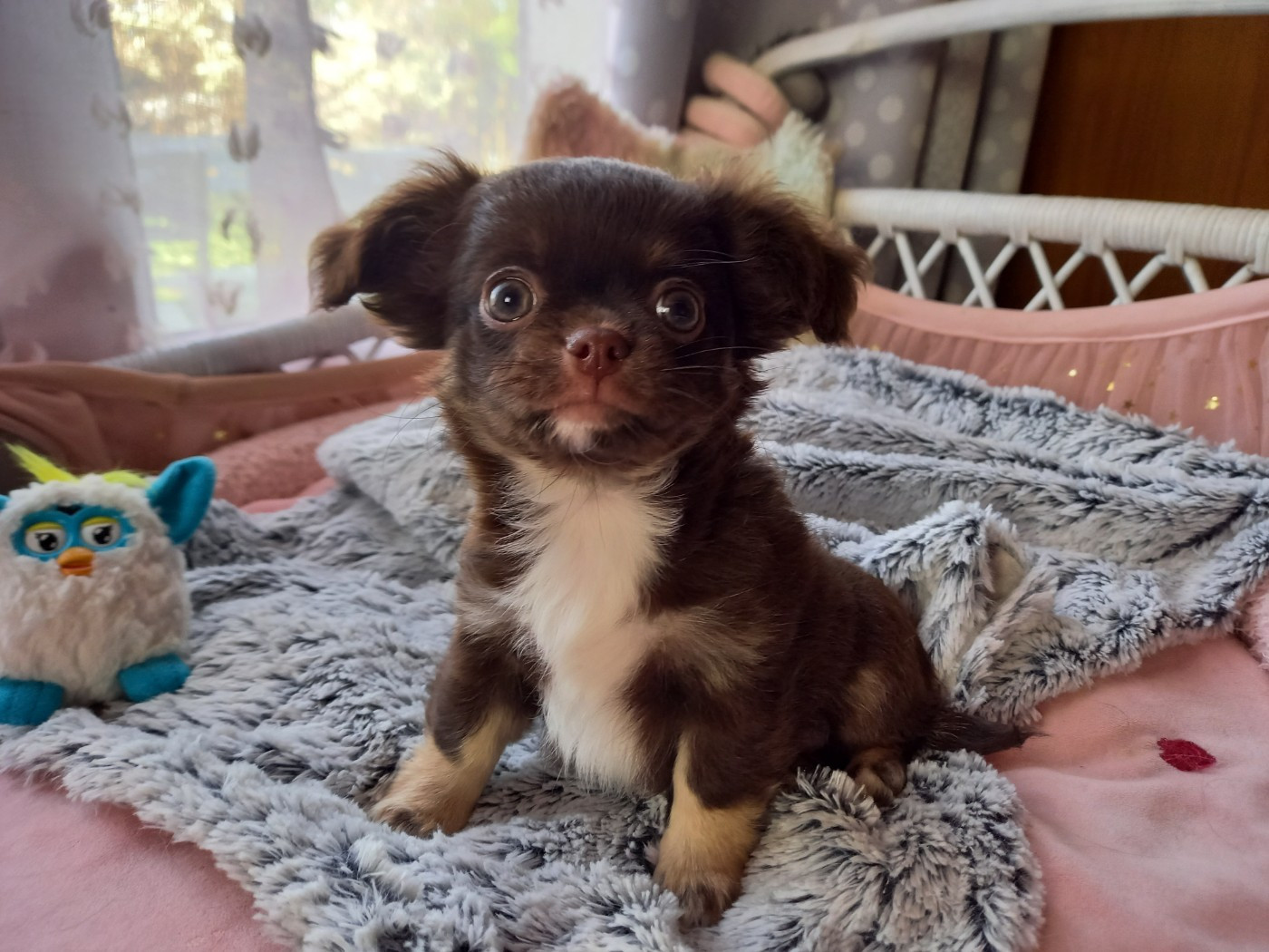 Des Petites Brindilles - Chiots disponibles - Chihuahua