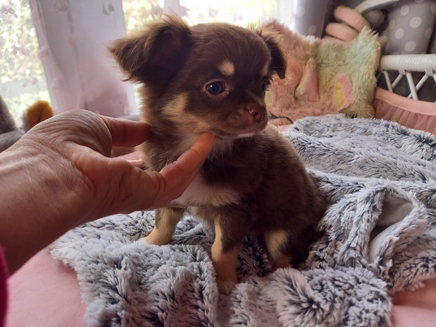 Des Petites Brindilles - Chiots disponibles - Chihuahua