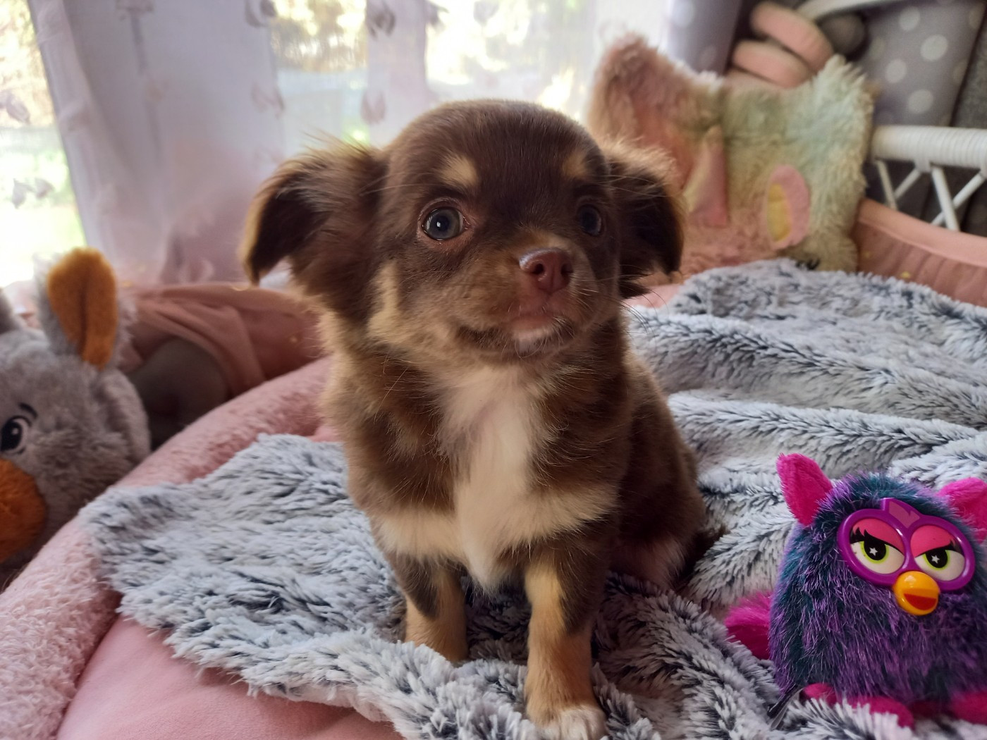 Des Petites Brindilles - Chiots disponibles - Chihuahua