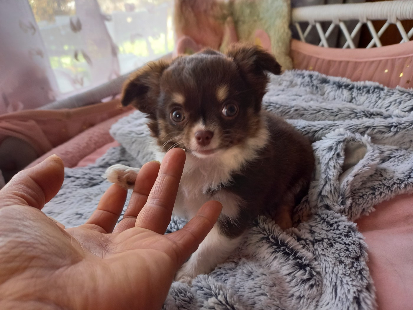 Des Petites Brindilles - Chiots disponibles - Chihuahua